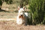 SCOTTISH TERRIER 262